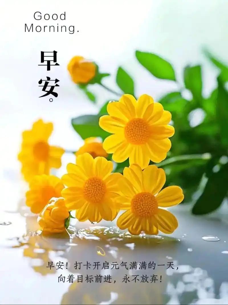 早安[鲜花][鲜花] ​​​