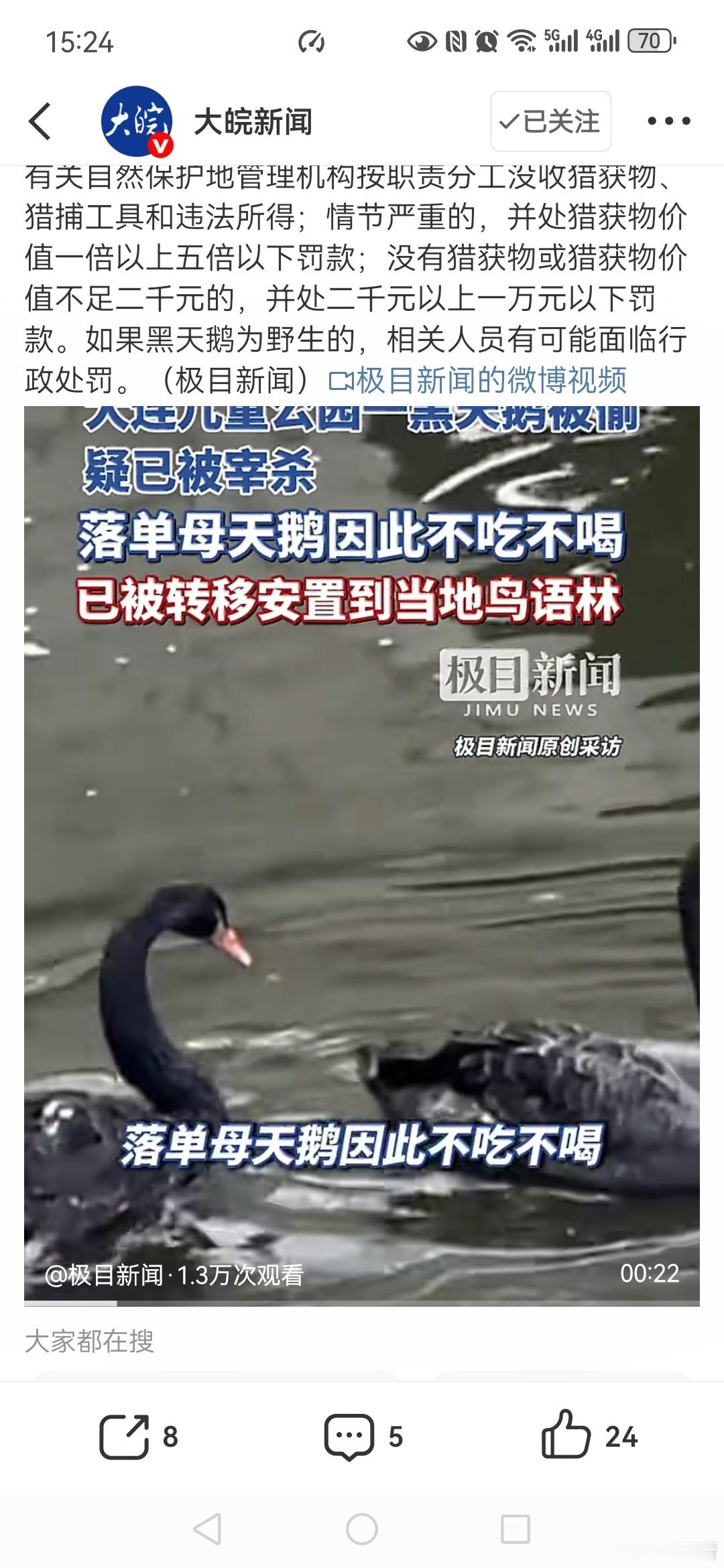 【大连儿童公园黑天鹅被盗疑遭宰杀 】大连儿童公园黑天鹅失伴后不吃不喝被盗黑天鹅同