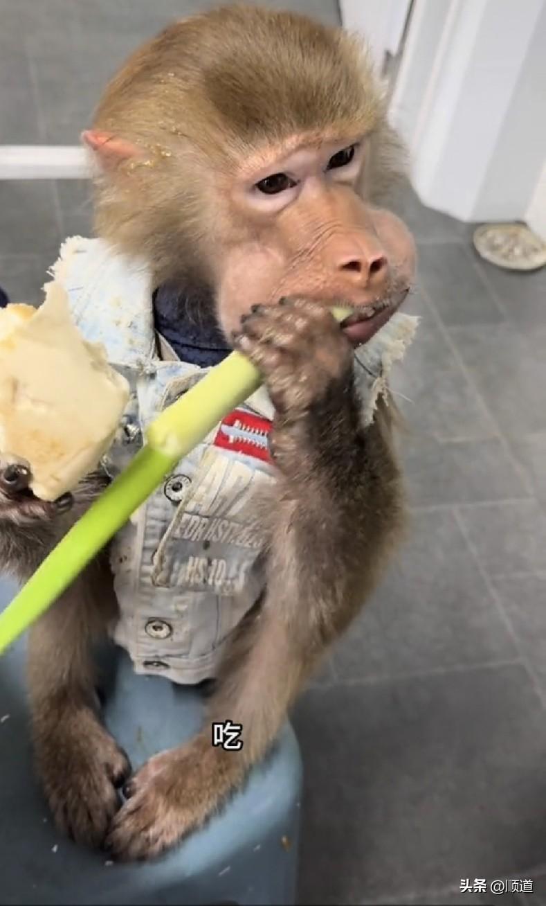 这是一只东北猴儿，至少是被东北人养的一只猴儿！