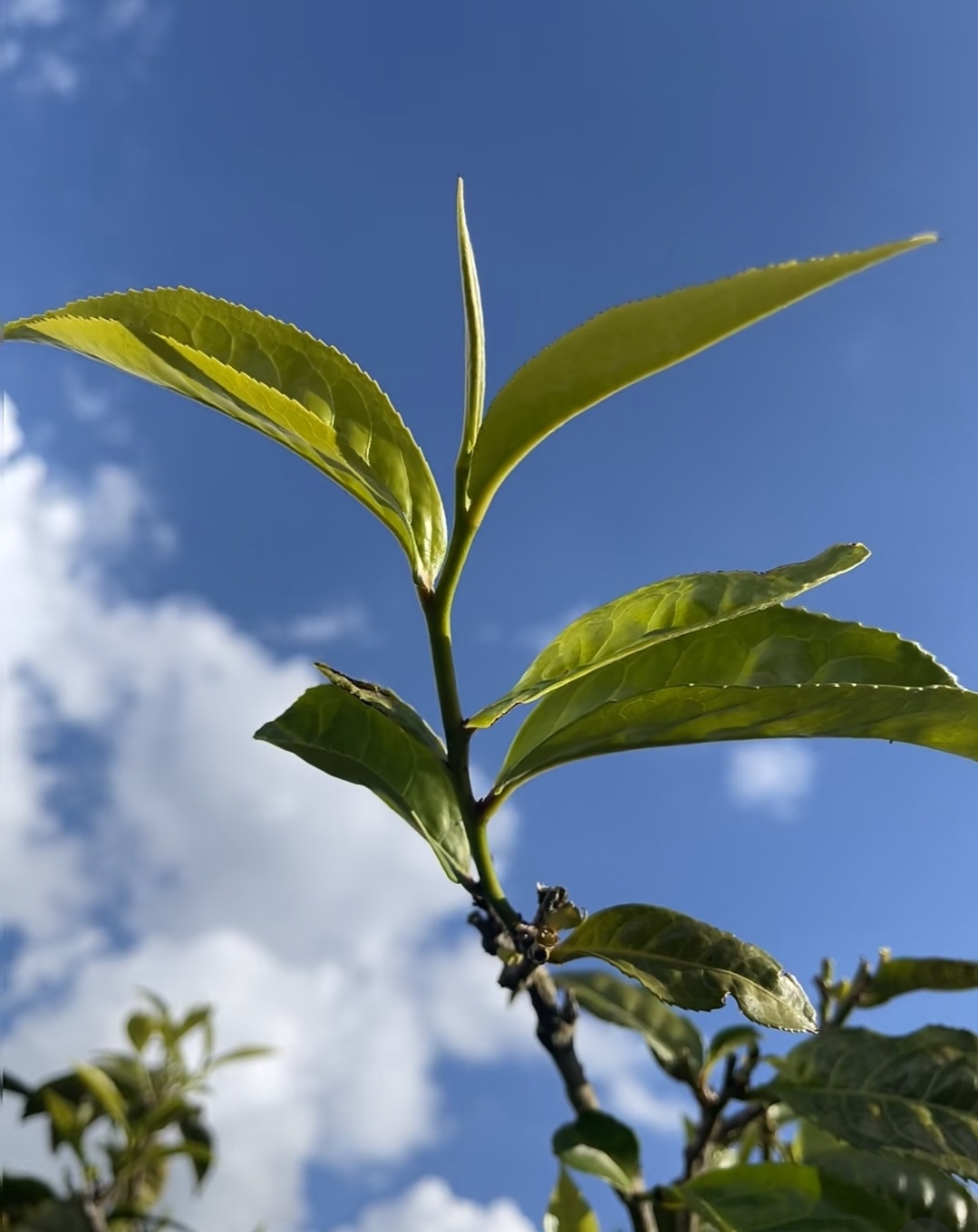 《茶山谣》晨雾还未褪去素色长衫采茶女的指尖已染上翡翠竹篓里堆积着蜷曲的月光露水在