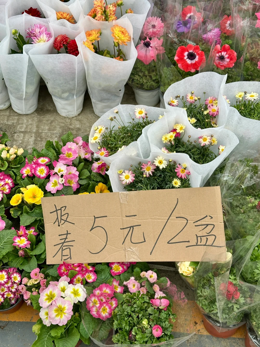 又来春天花乐园捡漏了……均价5r 太值了！！！