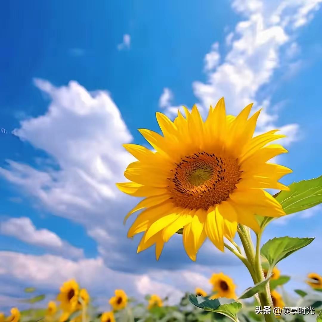 年前，一位得了肺癌的高中同学突然微我，请求我去见她，我婉拒了，只能在心里说声对不