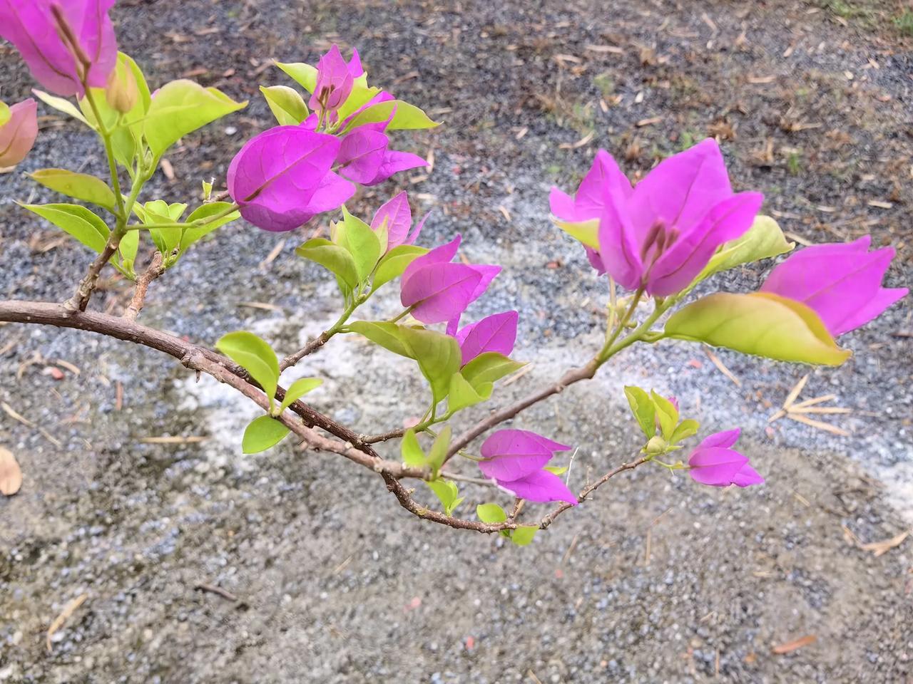 #让我看看花量最多的三角梅#