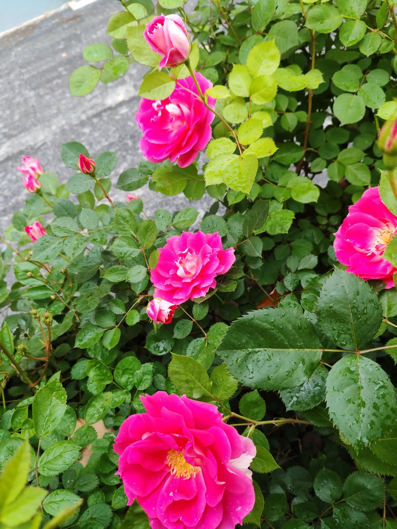 翠竹临风持劲节
月季沐雨展娇容