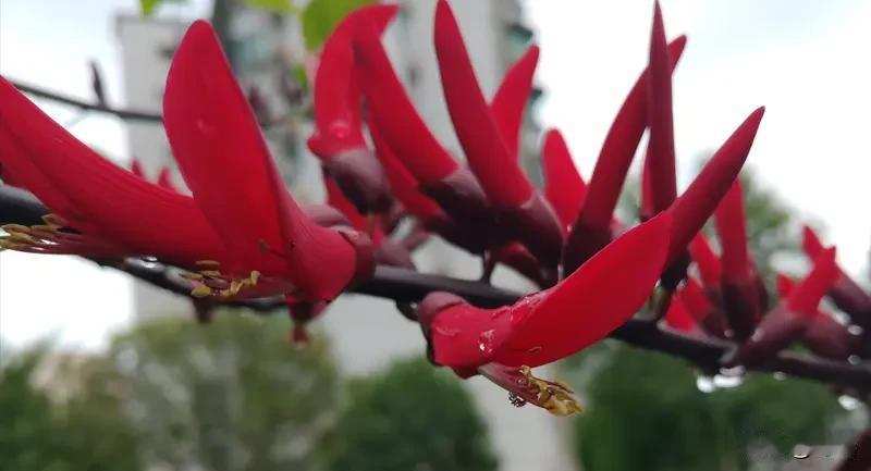 看到“绿叶重重美”
被清新意境瞬间吸引
从词性平仄看
下联要名词对名词
叠词对叠