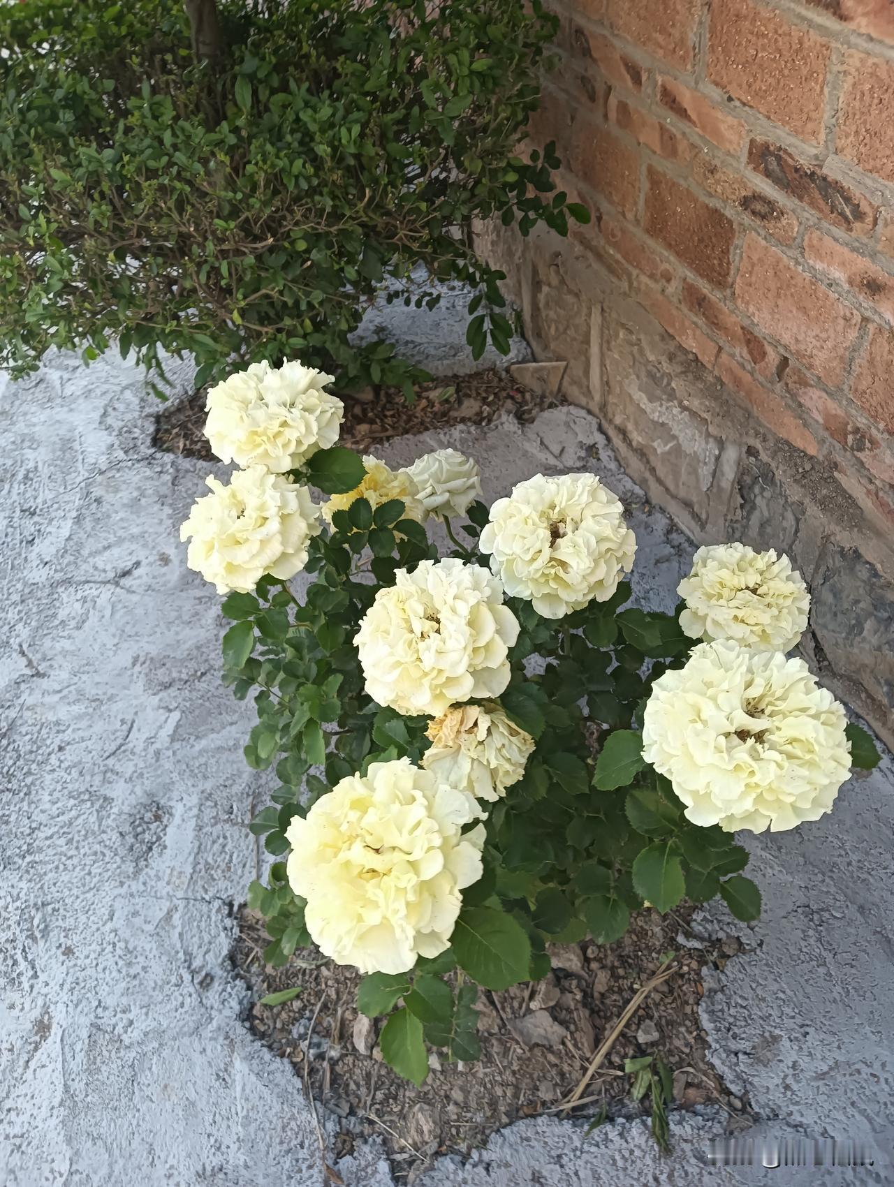 娇嫩的白色玫瑰，在阳光下绽放，尽显优雅与美丽。🌹🌸