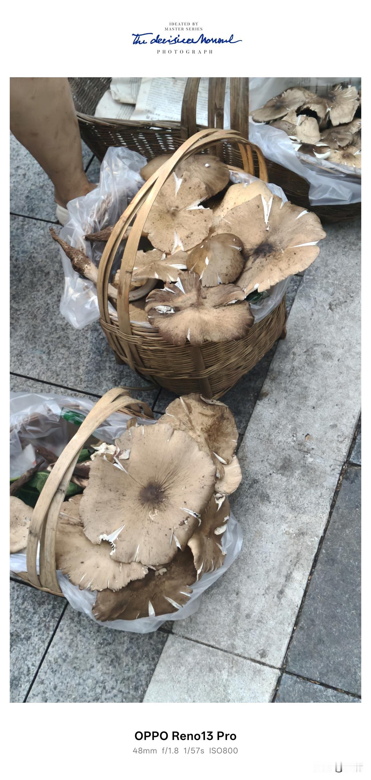 入秋之后逛菜市场，总能被路边一篮篮的野生菌吸引目光。竹篮里铺得满满当当，一朵朵菌
