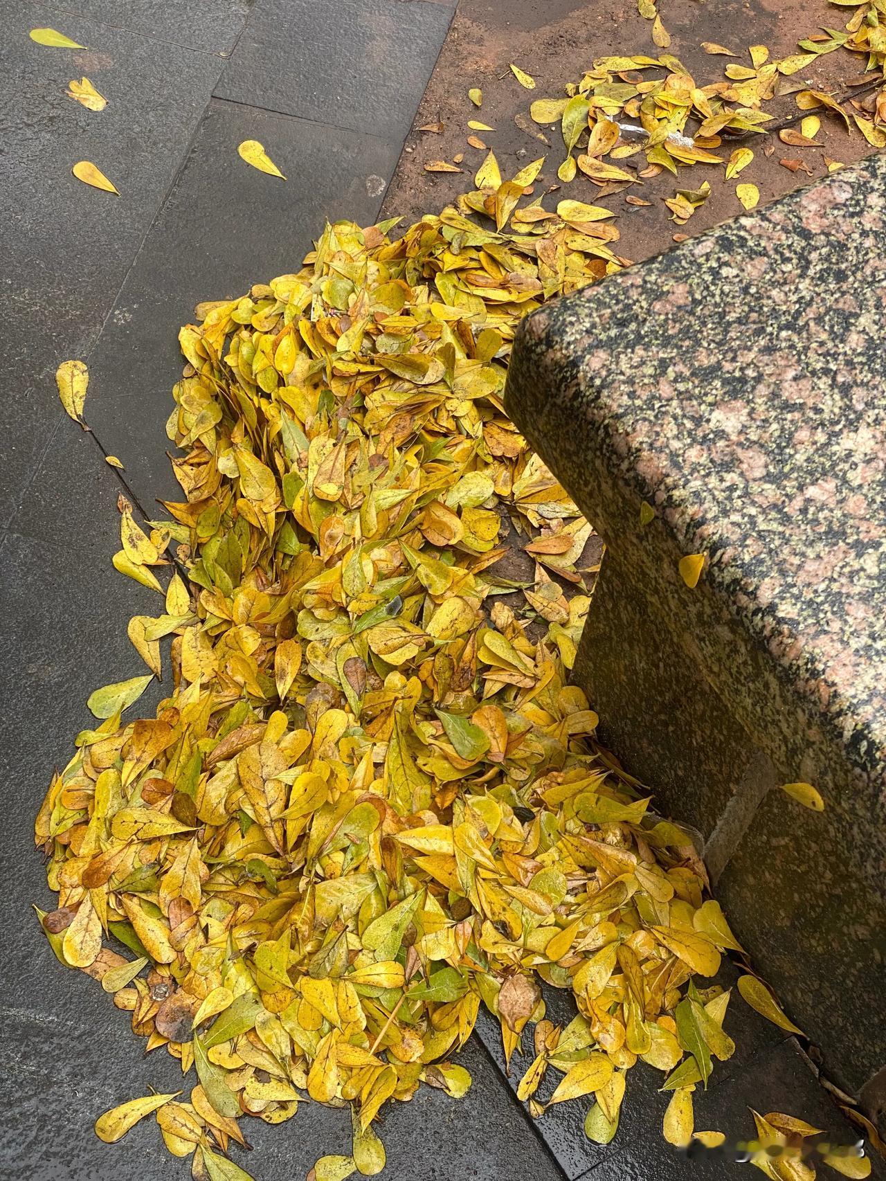 海口街角随着雨水滴答渐重，又是一片金黄，让春日染上了秋日的气息，总会让人产生一种