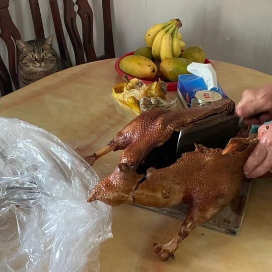 小猫咪遇到潮汕大卤鹅