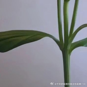 每日一善[超话]❤️每日一善 ❤️阳光信用 ​生活就像一杯清茶，苦涩中带着甘甜。
