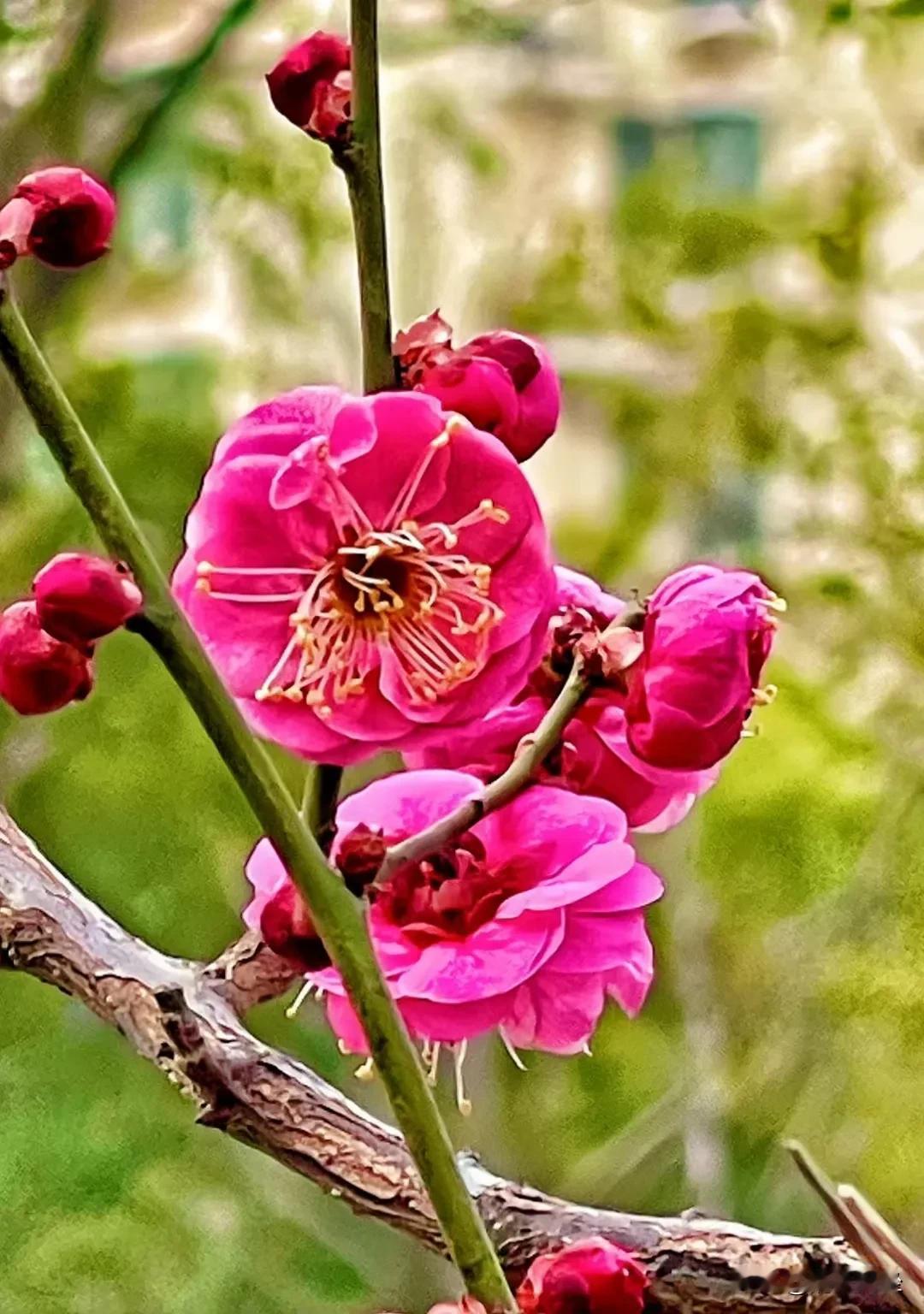 三月梅花
 
三月的柔风，轻轻荡漾
梅花在枝头，仍有倔强模样
未谢的花瓣，似粉白