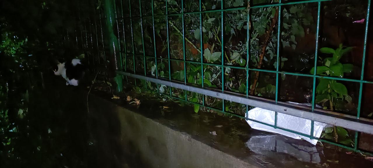 刮风下雨天，垃圾站的投喂点只能把食物用塑料袋套上防雨了，今夜情况特殊，以罐头湿粮