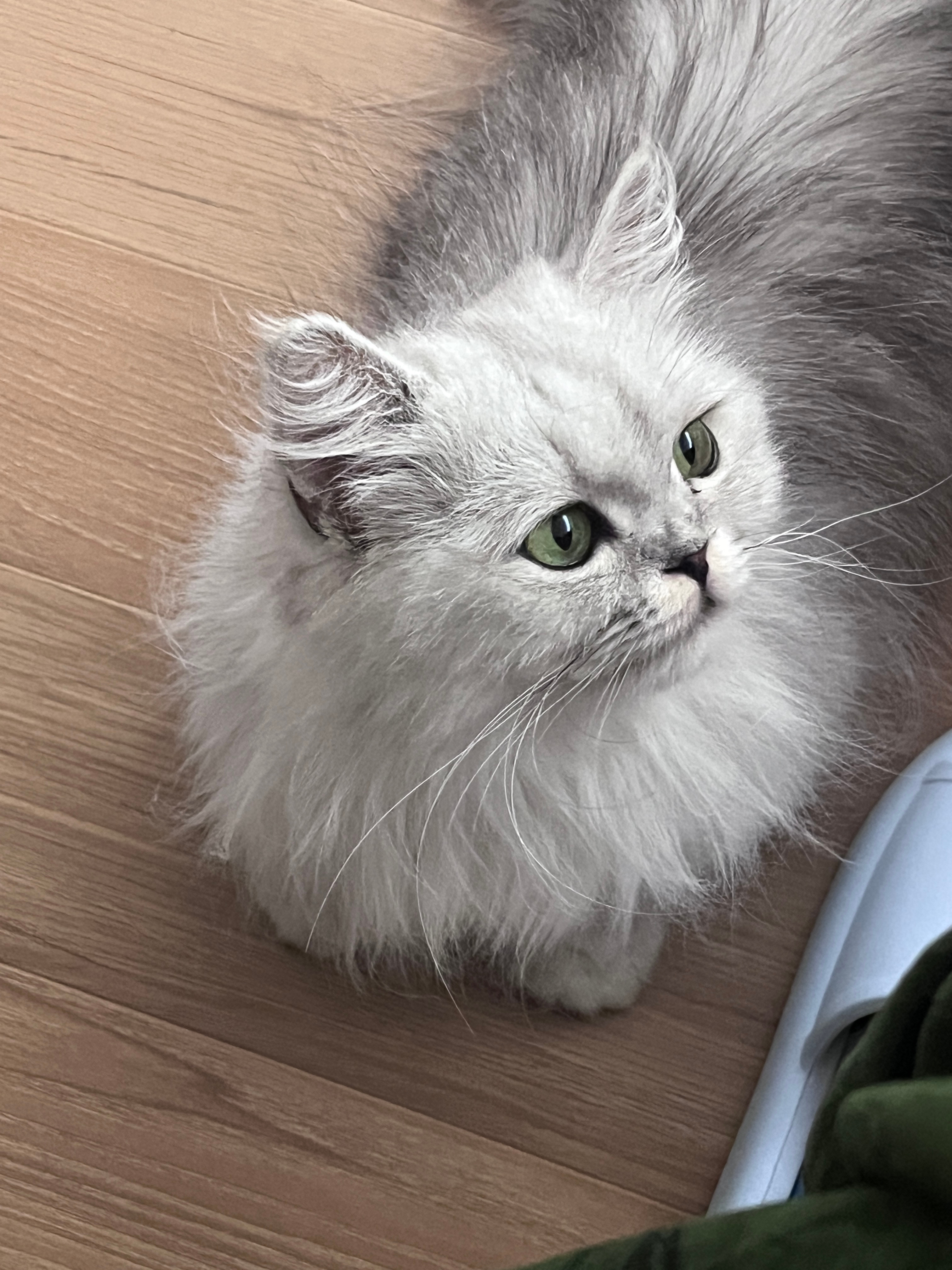 小猫自带全包眼线