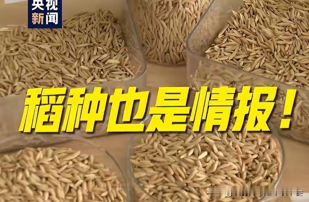 又有间谍落网！境外势力对粮食种子下手了，中国重拳出击堵漏洞

境外间谍活动已蔓延