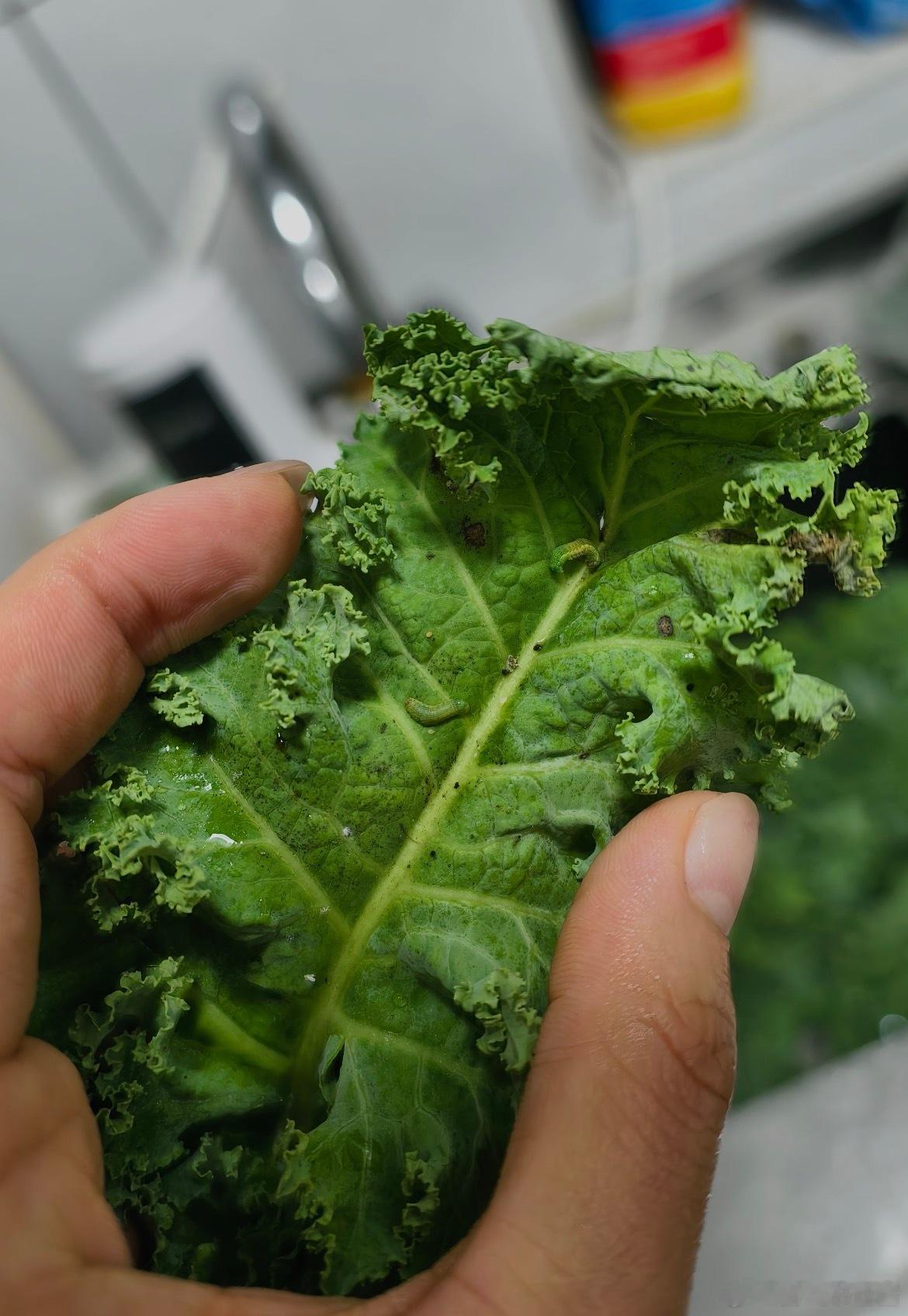 羽衣甘蓝 农药一个减肥的朋友暑假回了农村，她奶奶和她说羽衣甘蓝是需要用很多农药的