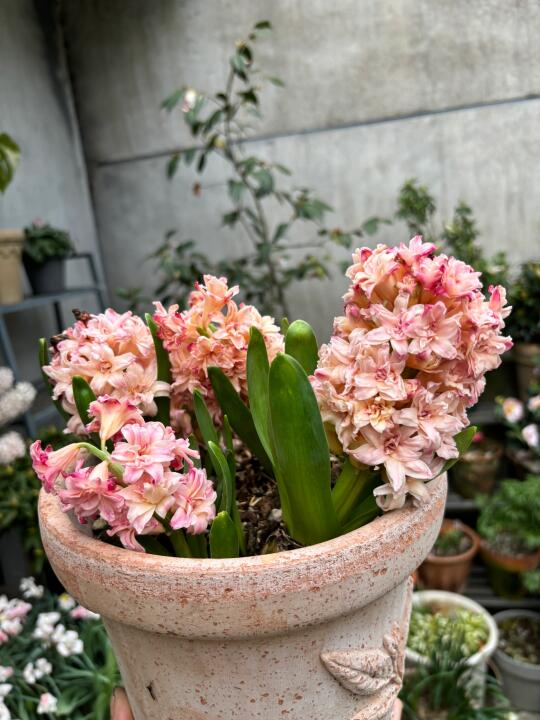 重瓣风信子