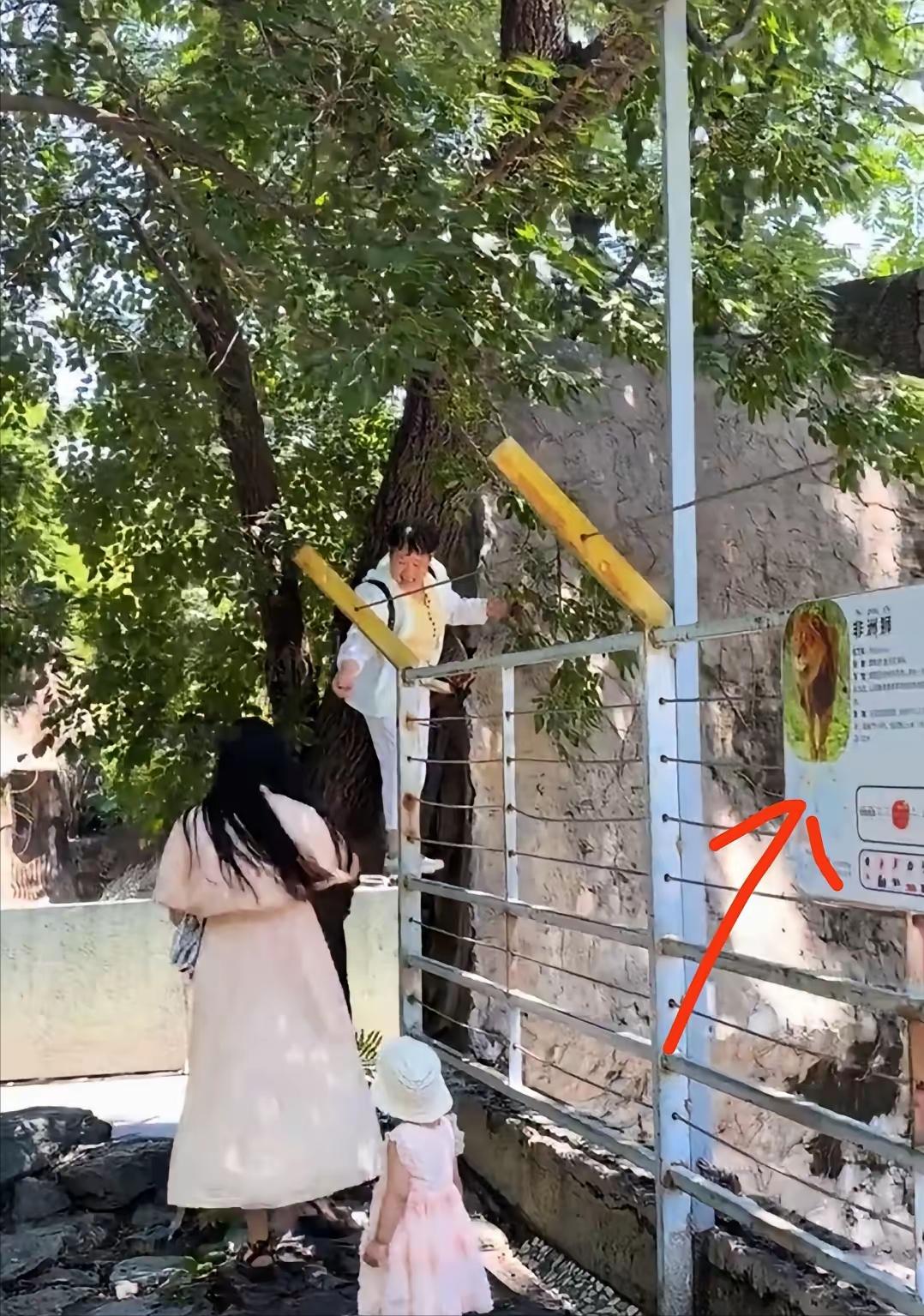 6月7日，动物园里出现了让人捏一把汗的一幕，一名老太太竟爬上非洲狮展区外围护栏，