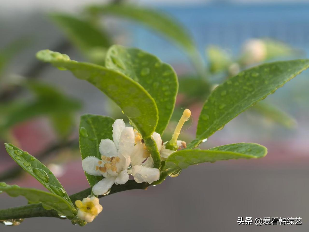 春日生活打卡季晨露凝在橘花枝的白瓣上，细蕊沾着湿意轻颤，叶隙漏下的光裹着清芬。软