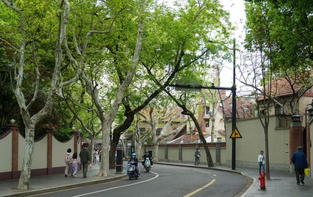 【又到一年飞絮季！徐汇精准控絮，守护城市春日宜居环境】春暖申城，绿意渐浓，悬铃木