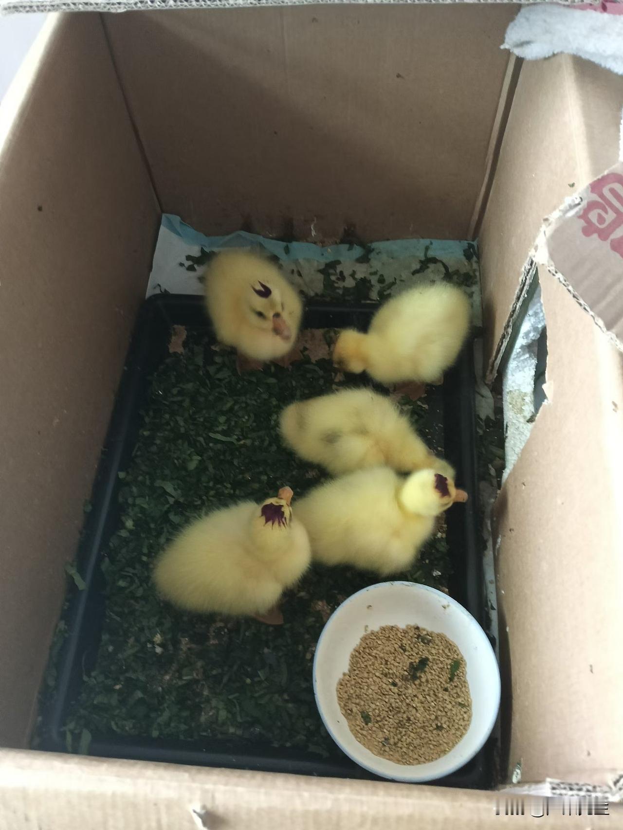 晒图笔记大赛我家鹅蛋刚破壳而出，浑身裹着蓬松的淡黄色绒毛，摸起来像一团轻盈的棉花