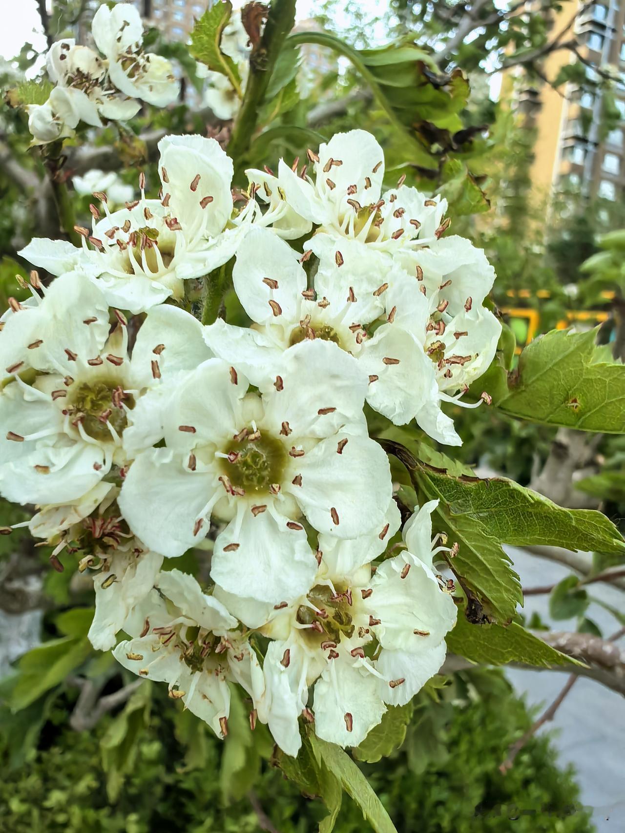 晒图笔记大赛小区里的山楂花又开了。簇簇山楂花如雪漫开，五瓣素白轻展，褐蕊含春，叶