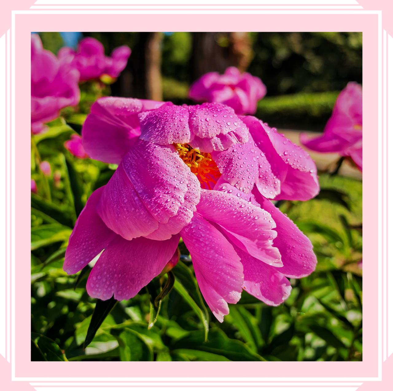 小区院子里的花北京动物园的芍药花