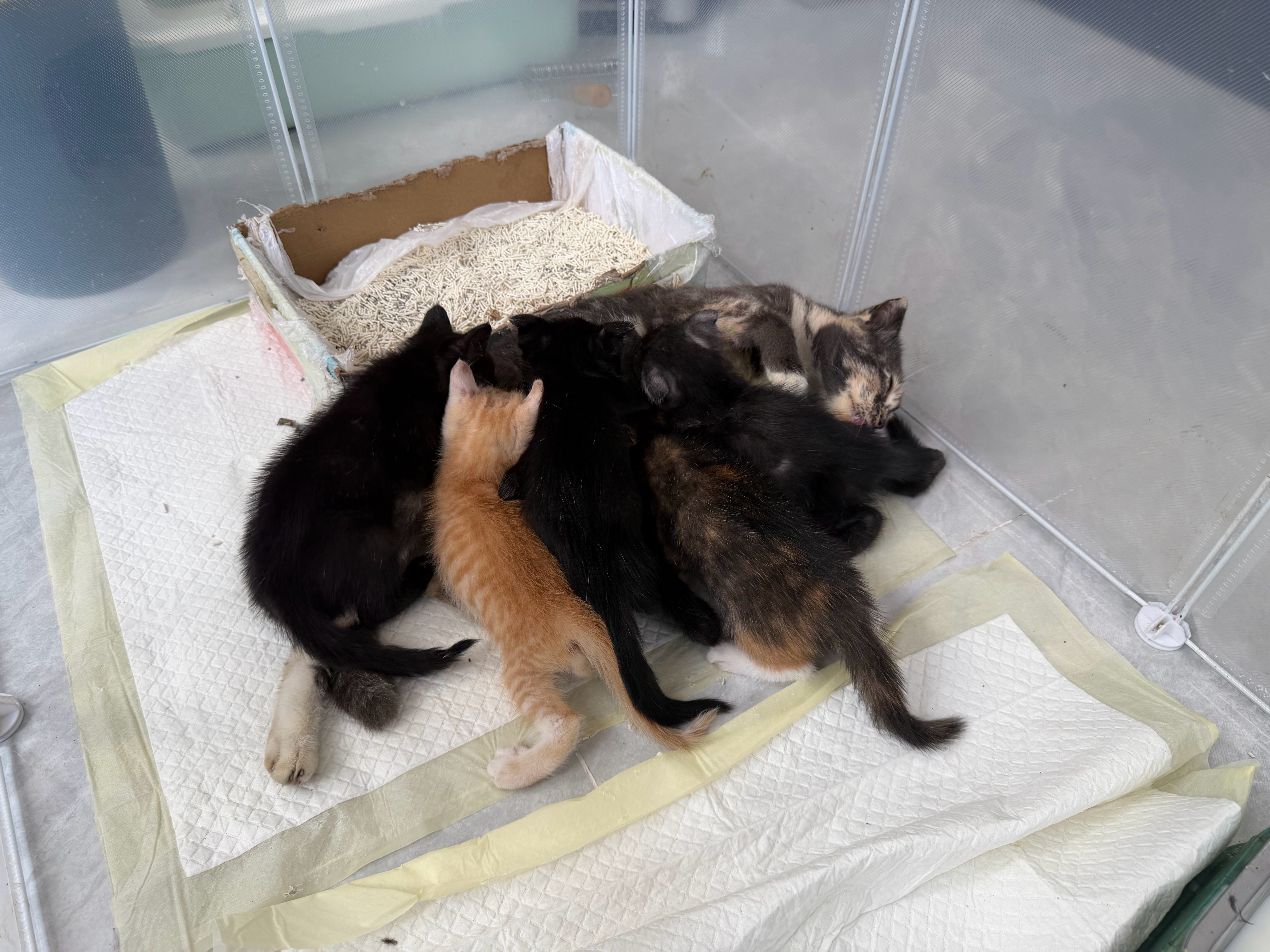 已经分不清大猫小猫了 