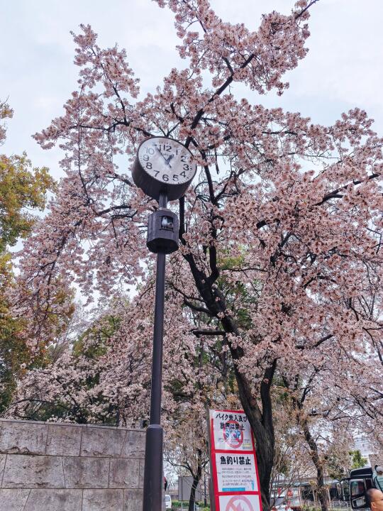 大阪城外樱花难民追花成功？