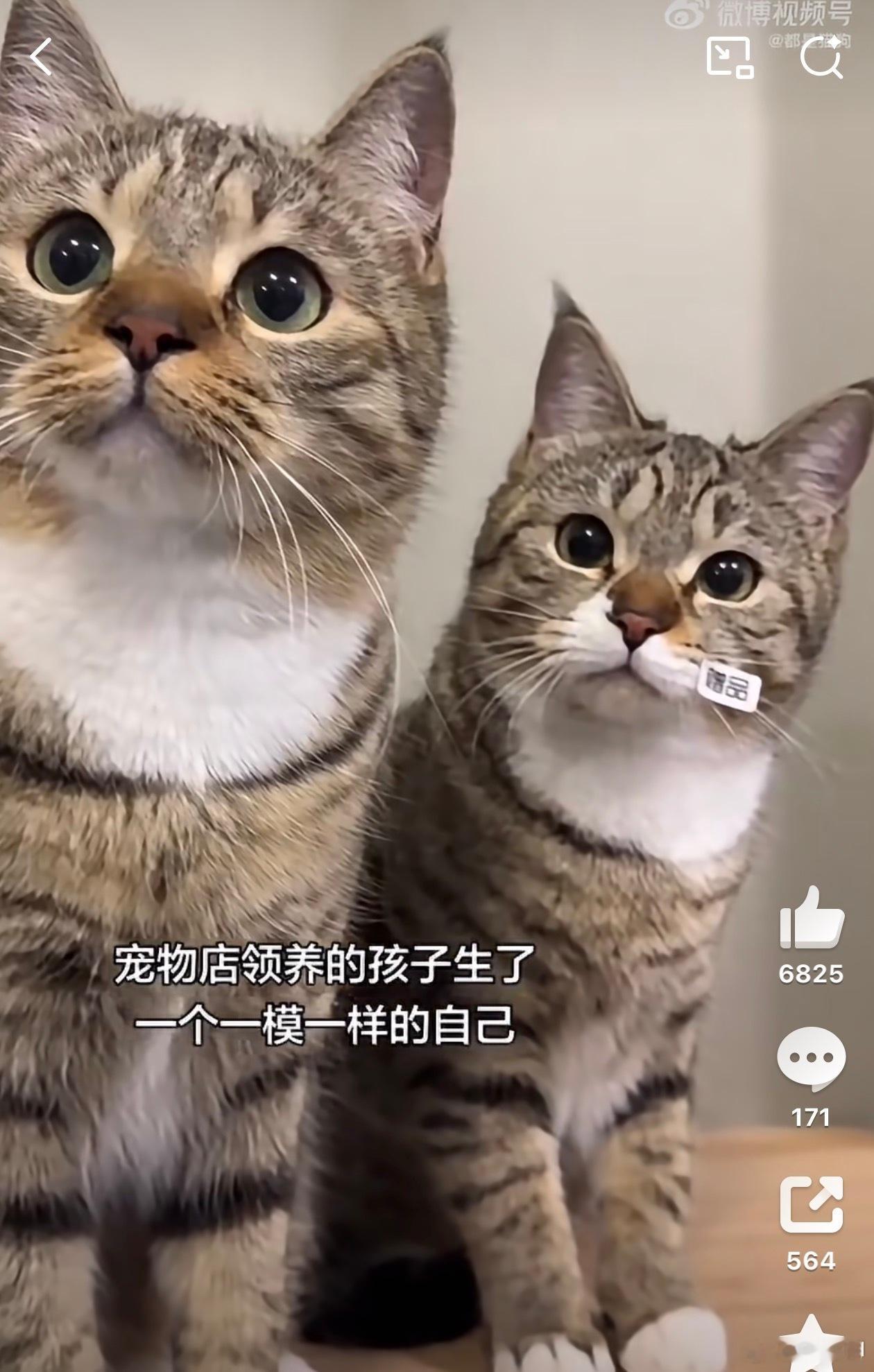 小猫生了个一模一样的自己动物同样有相可以看，猫妈妈眼神更坚定一些，小猫更呆萌 