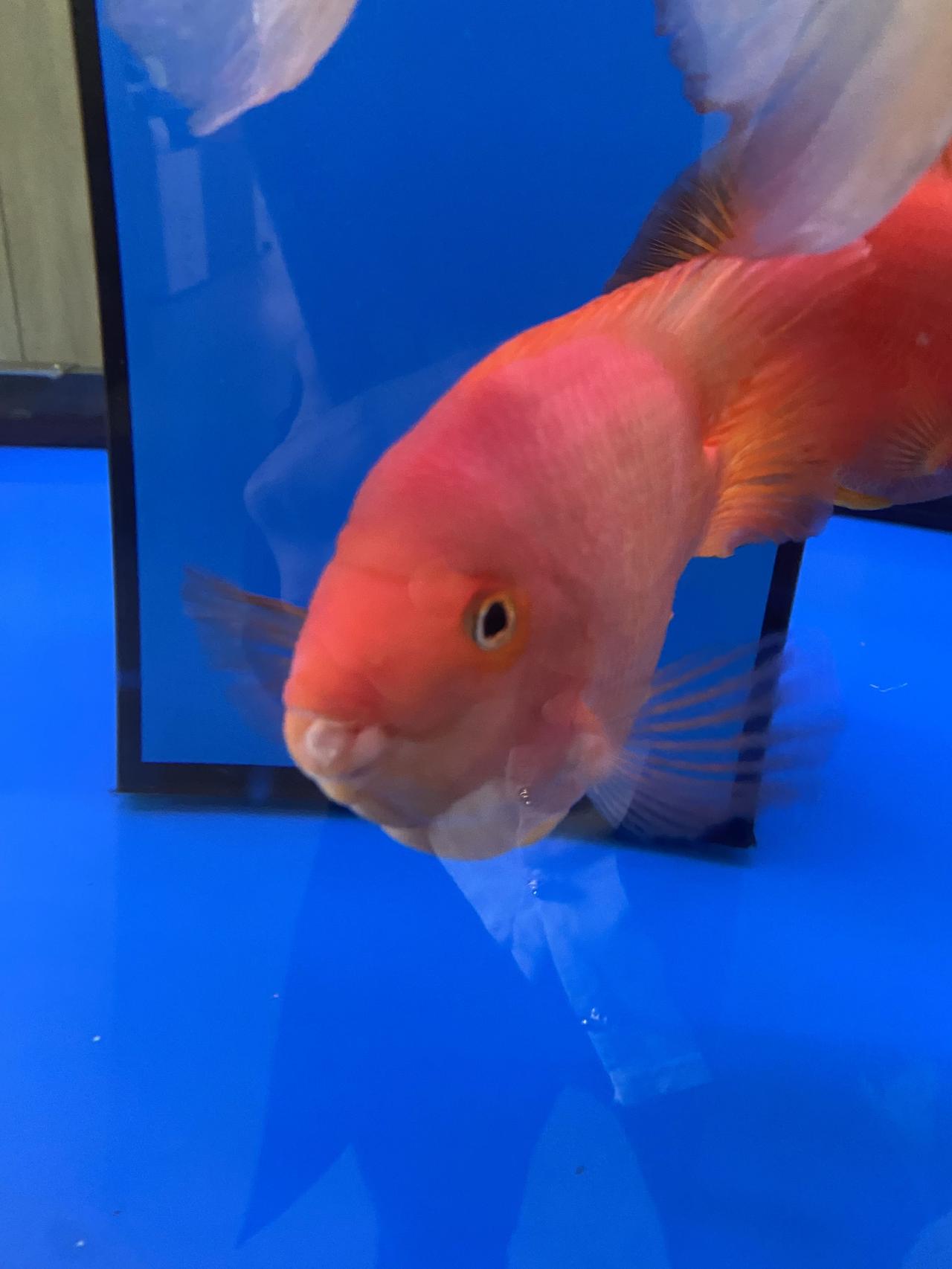 养鱼新手求助！鱼嘴长泡泡啥情况？😰

养的鱼突然不对劲，嘴巴里鼓了个透明泡泡?