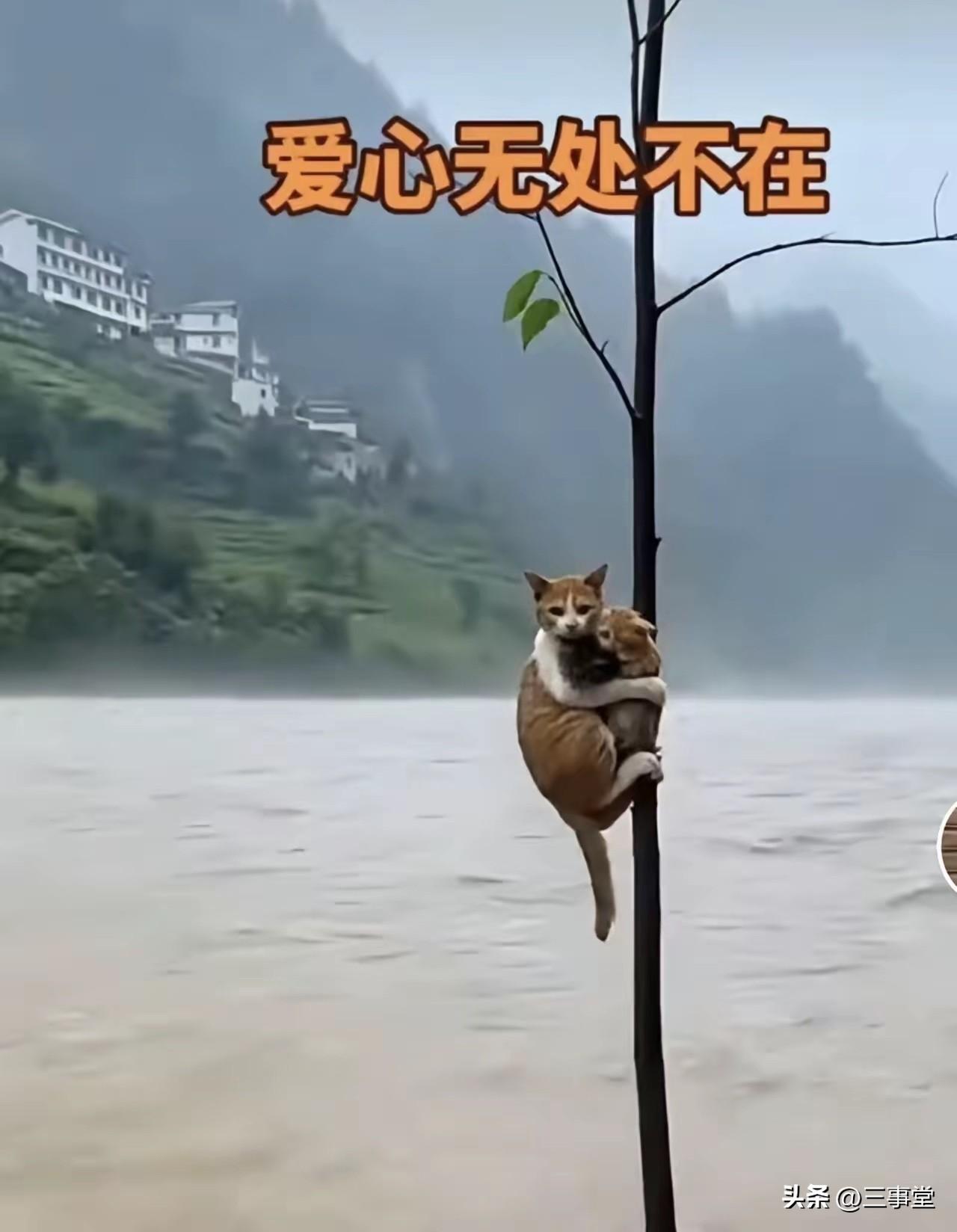 暴雨洪水里看哭全网！流浪猫妈妈拼死护崽，弱小生命也有最硬核的伟大

天灾面前，最