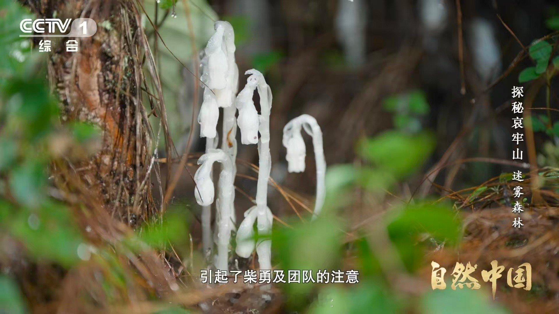 哀牢山神秘植物不靠光合作用存活哀牢山这种花每年仅露面40多天 哀牢山深处的“冰雪