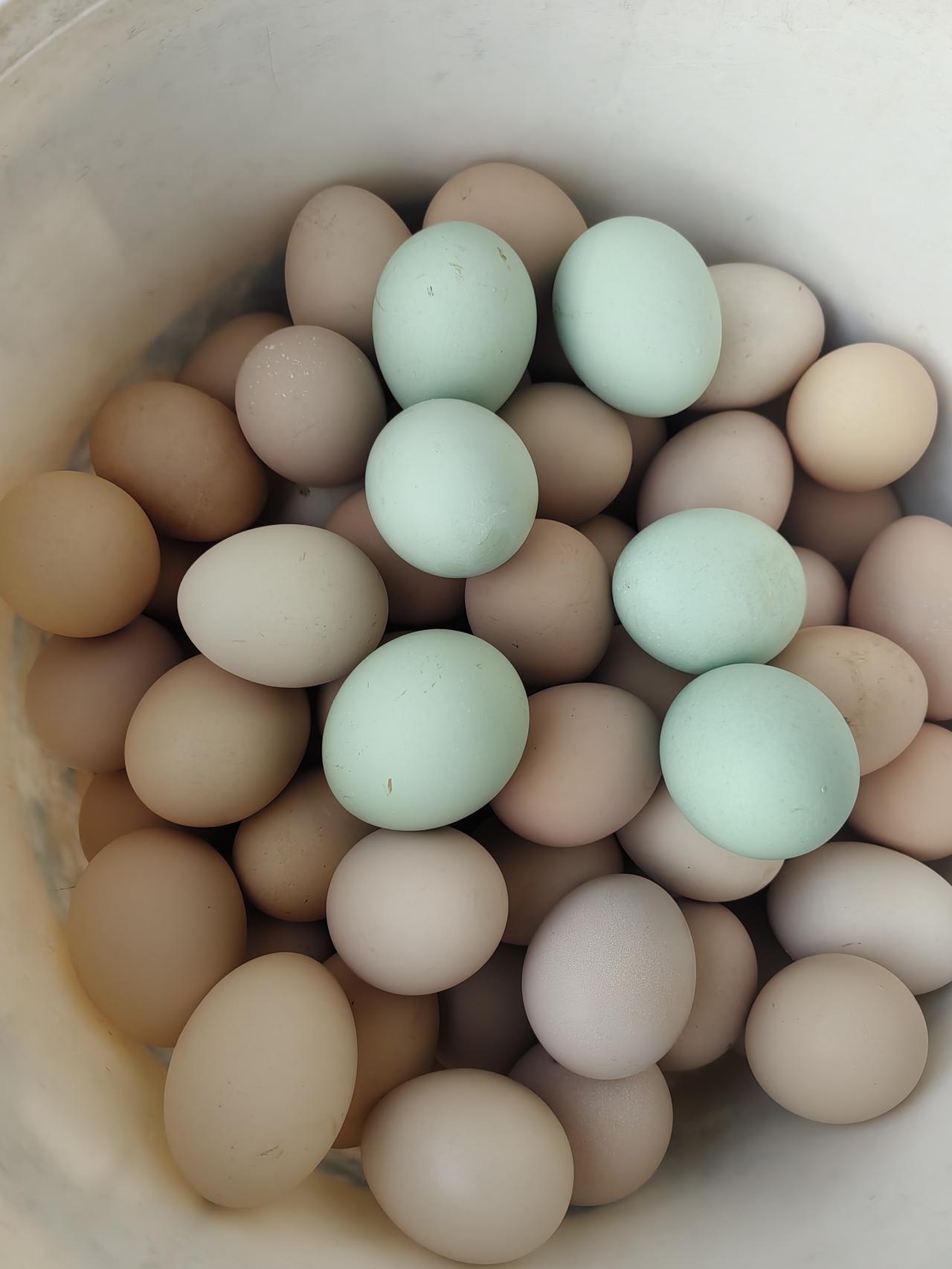 见过公鸡下蛋吗？今年很稀奇，居然真见着了，我家里的一只公鸡真下蛋了，大小比母鸡稍