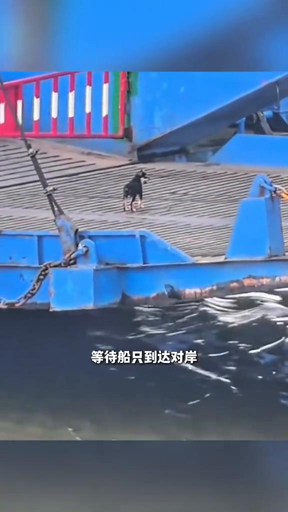 船长不知道小狗每天去对岸干什么，但每次发船前都会等小狗上来。一只小黑狗每天免费蹭