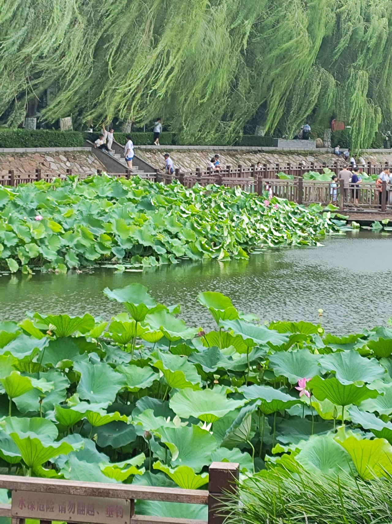 荷叶翻飞秋风起

刚立秋，风就是凉的了。想起以前8月份去内蒙草原，早晚要穿厚棉衣