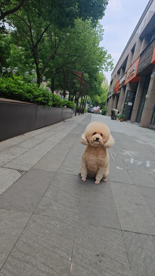 为什么要让陪伴自己的狗狗成为流浪狗？