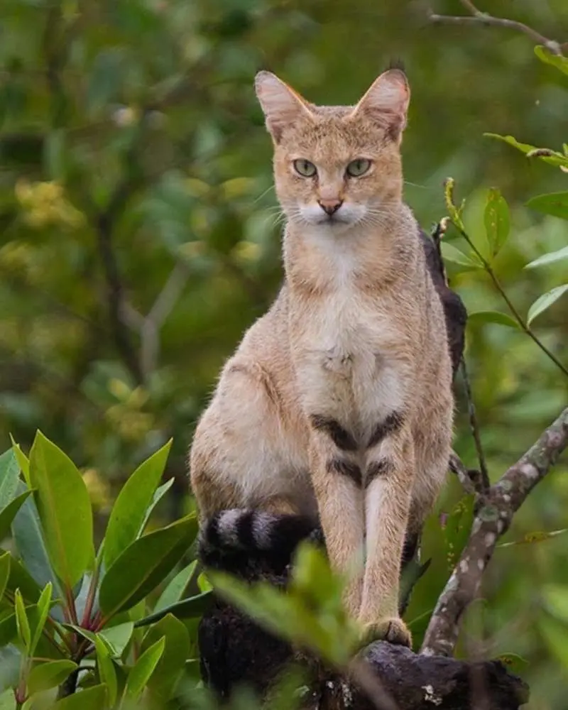吉尔公园（亚洲狮栖息地）其他食肉动物介绍。丛林猫。身长约60-75厘米...