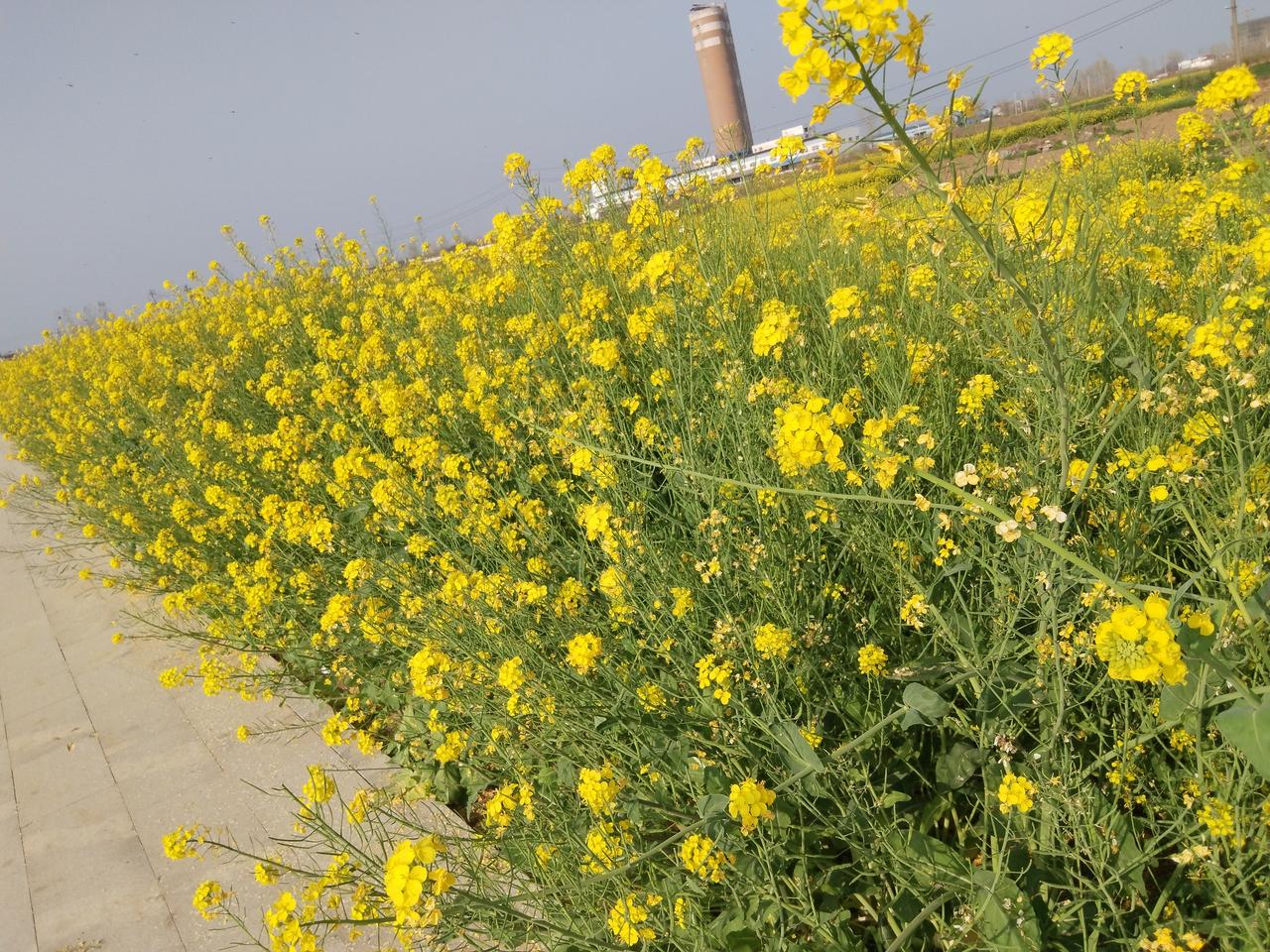 三月的风掀开田埂上的薄雾，十万顷油菜花突然就开了。那些明艳的黄在晨光里翻涌，像是