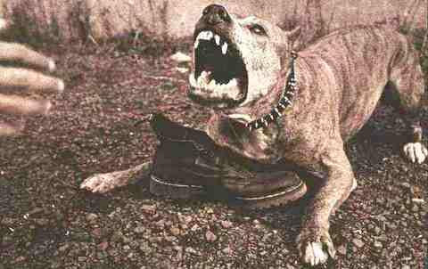 我今夜里做个梦，
梦见恶犬攻击我。
顺手掏出伸缩叉，
使劲送进狗嘴巴。
剩着犬吠