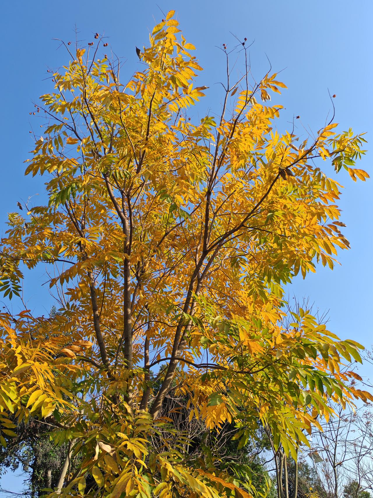 晒图笔记大赛除了红叶，无患子金黄的树叶在蓝天下也非常美丽。