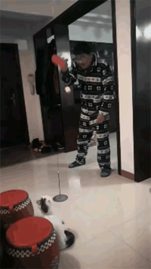 这只猫，应该是有猫腻，要不然打球这么厉害。