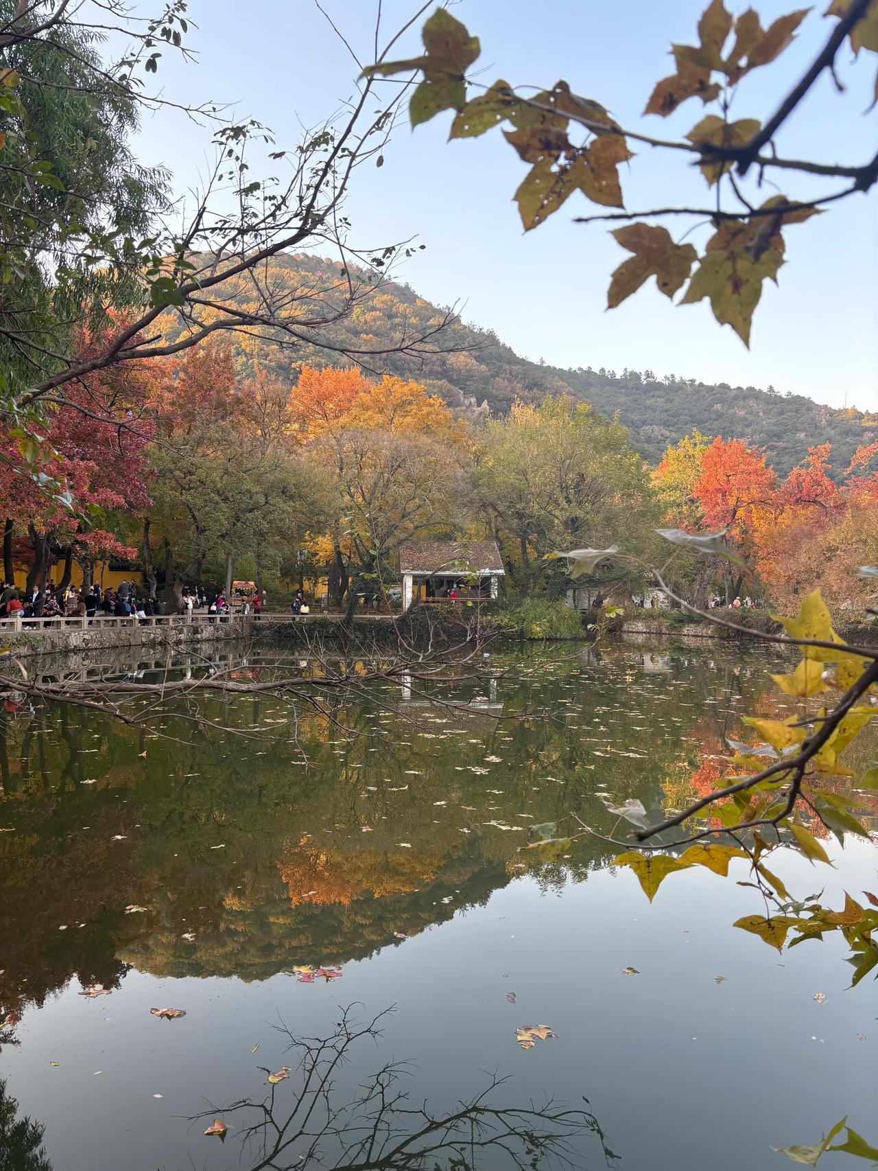 苏州天平山的红叶到了观赏旺季，人山人海，车山车海。