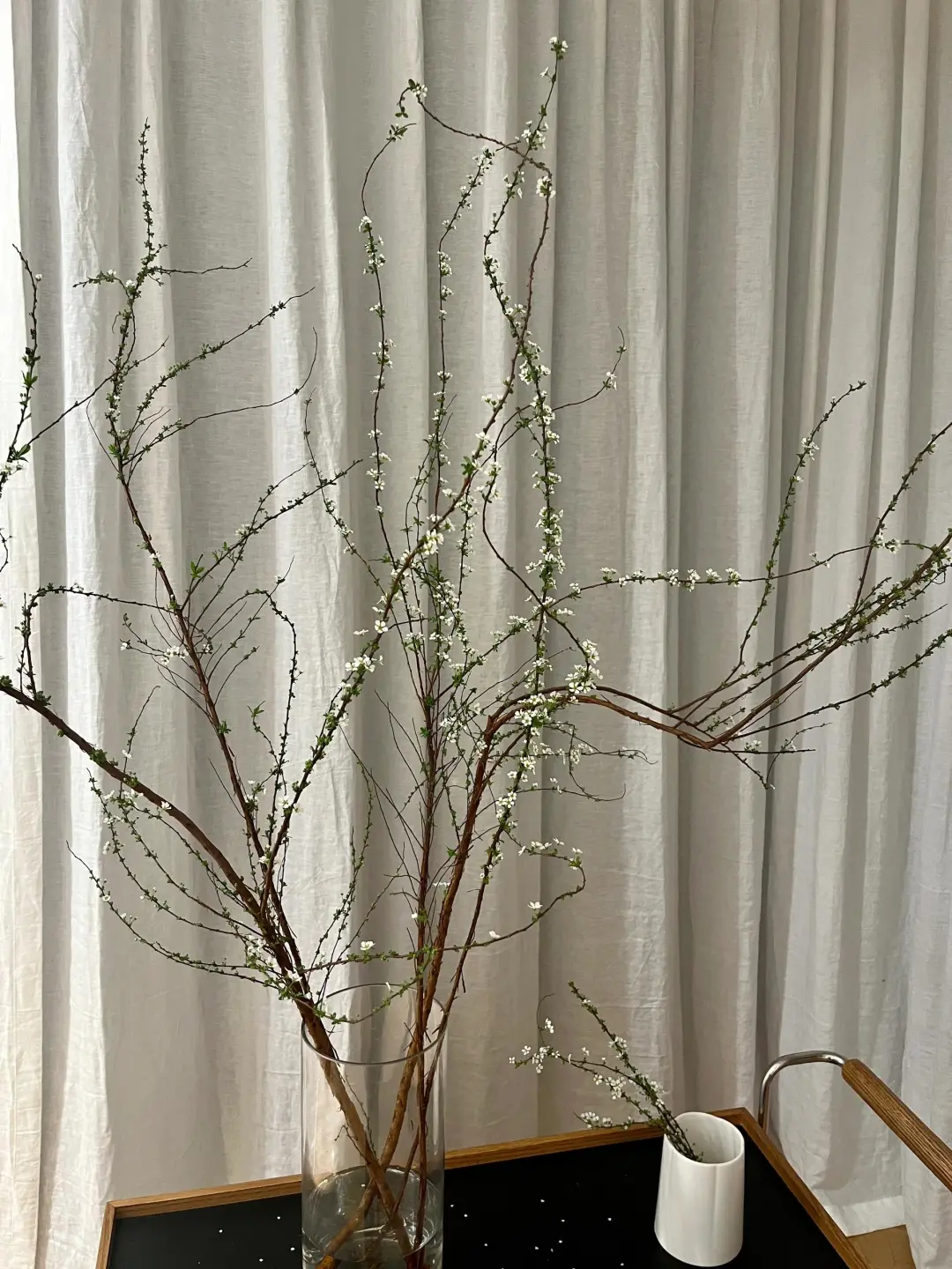 枯木生芽开出花🍃