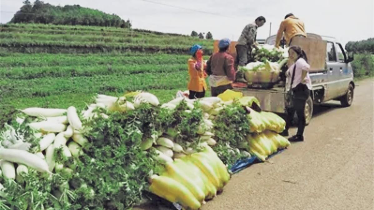 🔥富民石板沟村白萝卜成“金疙瘩”！村民笑开颜。富民石板沟村的白萝卜丰收啦！个头