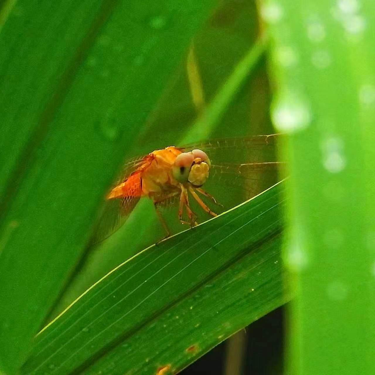 【趣摄昆虫】欲出“闺阁”
       半隐于青叶之后，仿若待字闺中，欲出又止。