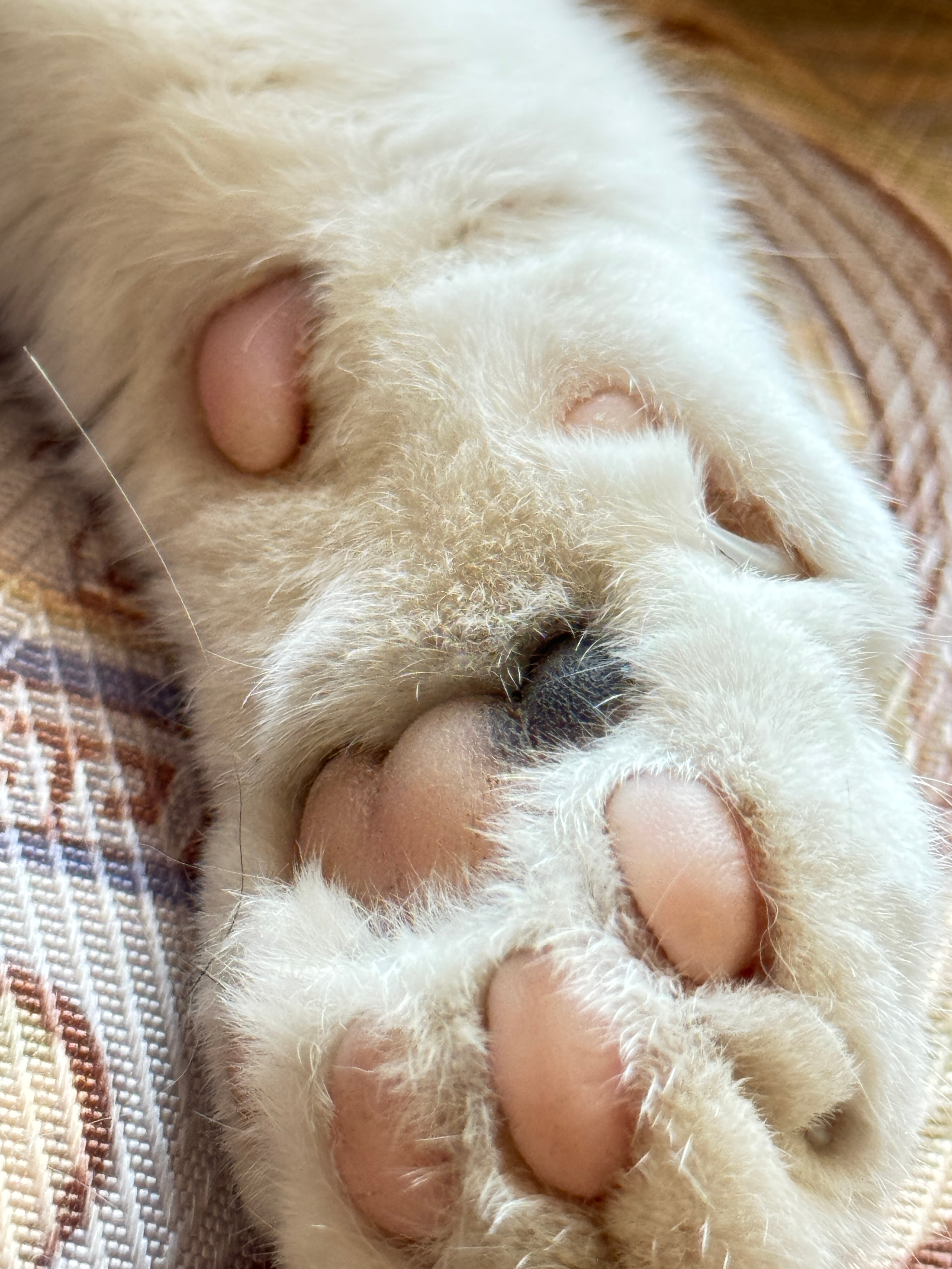 岑先生  猛吸两口，给孩子赚猫粮去了
