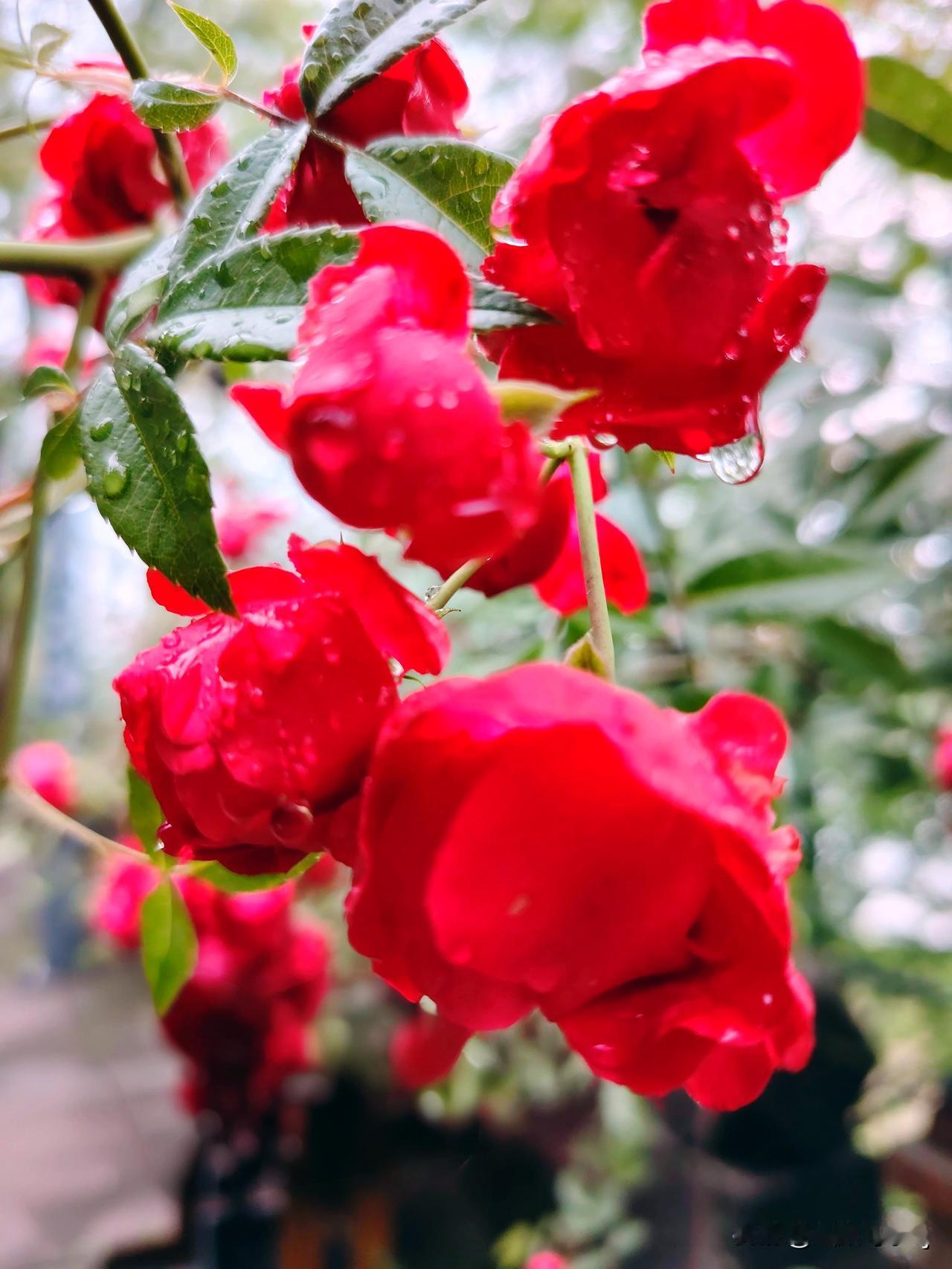 晒一晒随手一拍美丽的花朵