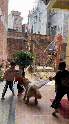 看这视频，一下就被吸引住了。巷子里的小朋友们玩游戏，金毛也凑过来跟着疯玩，全程温