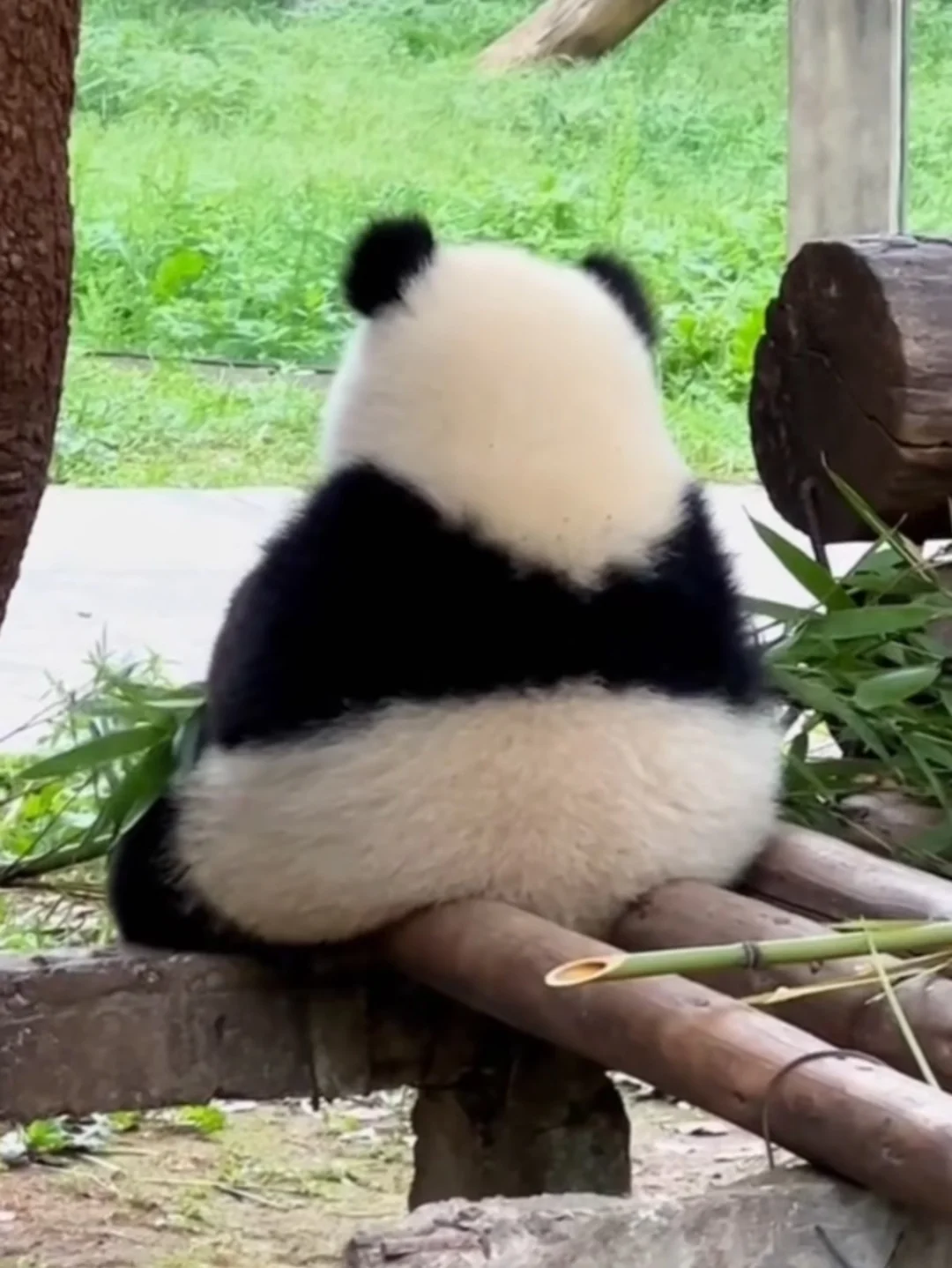 太可爱了我的宝🐼