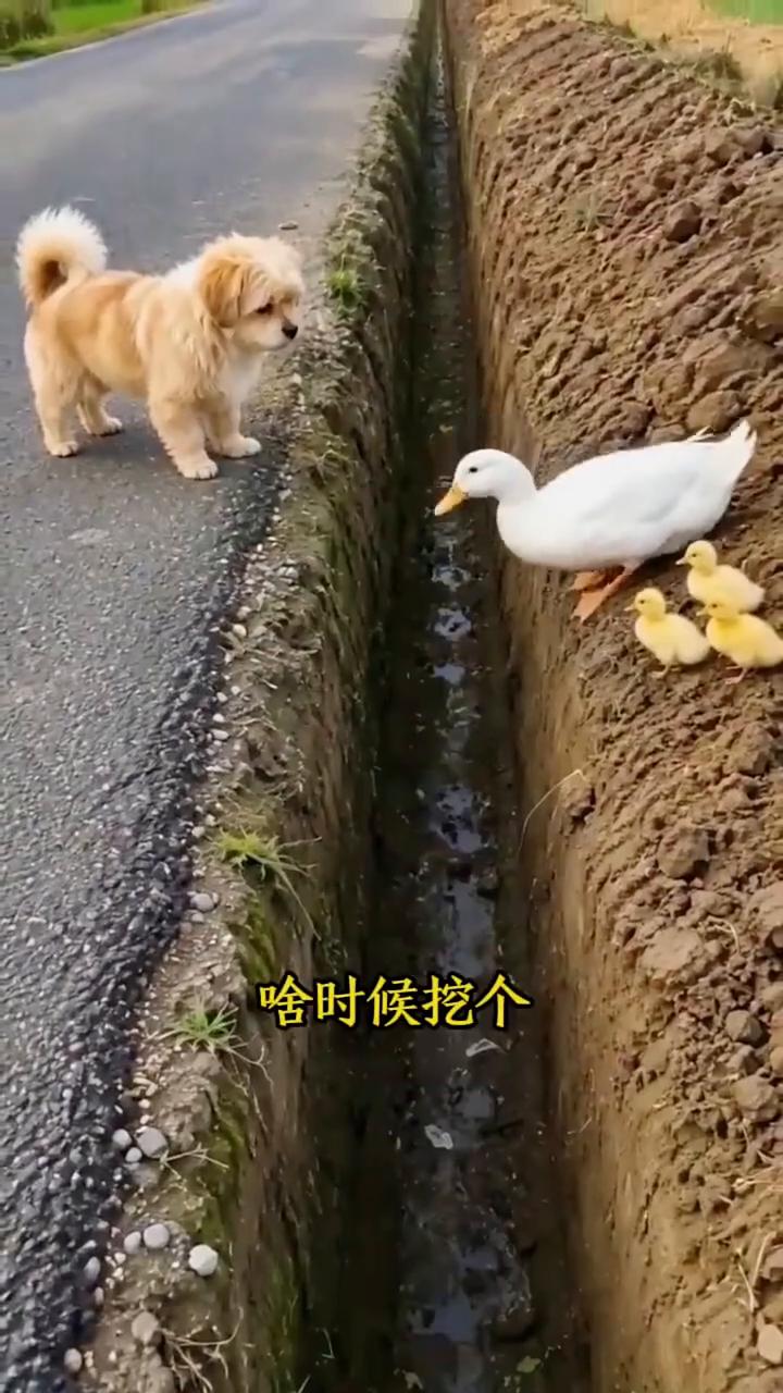 聪明的狗狗。
老铁们看看，一只大鸭子领着三只小鸭子过这个沟，大鸭子一下就飞过来了